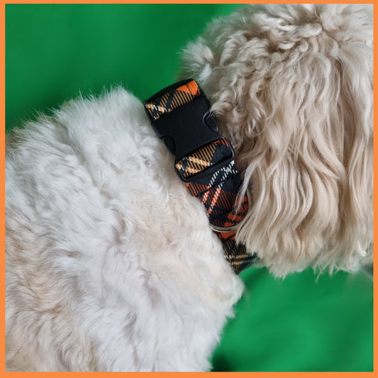 Dog wearing Halloween Tartan Dog Collar