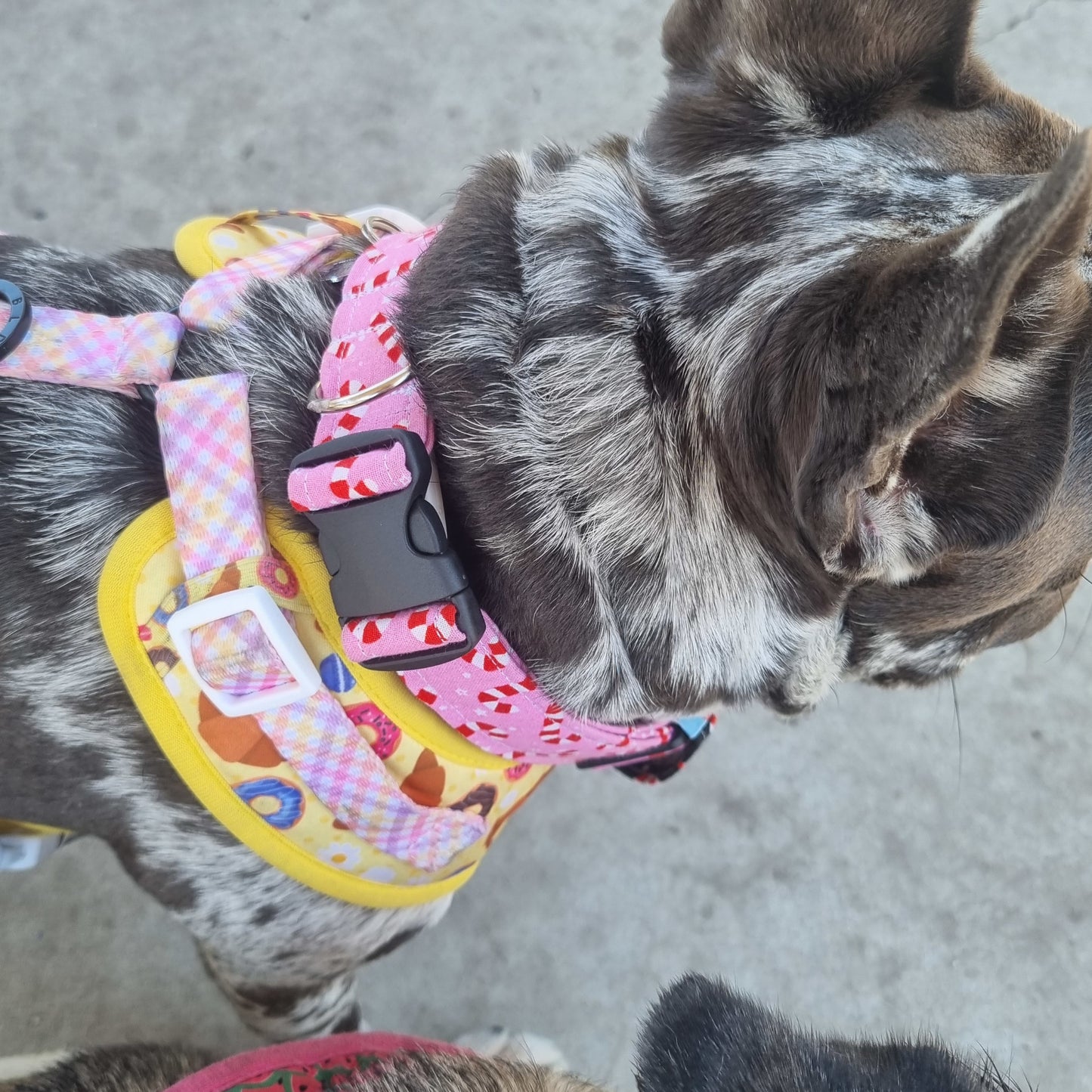 French Bulldog wearing pink candy canes dog collar