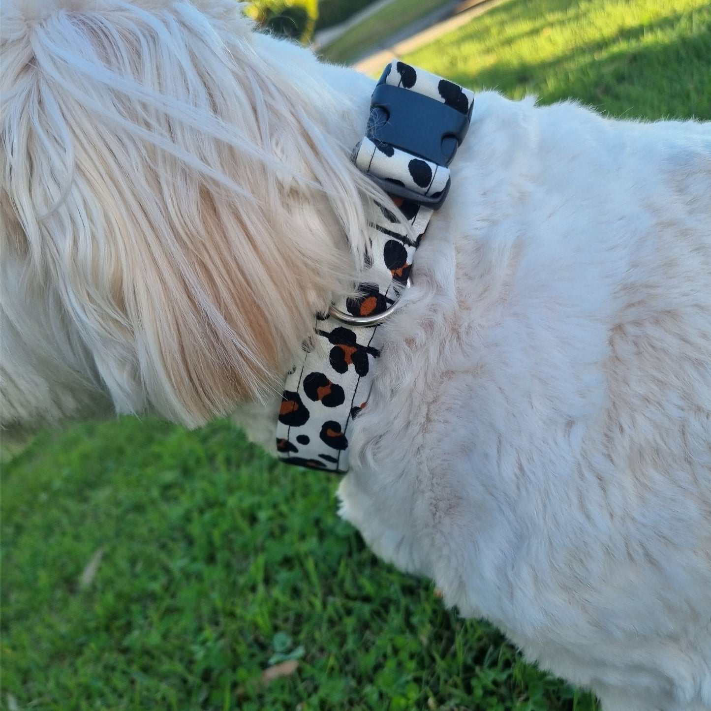 Dog Collar | Leopard