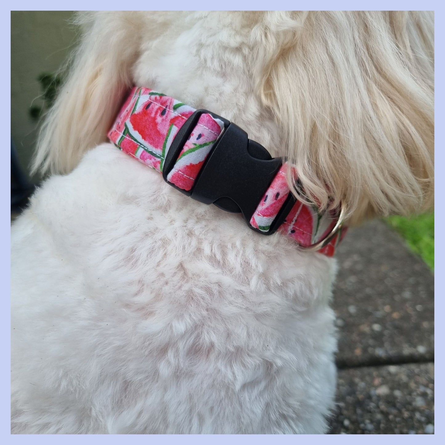 Watermelon Collar on Dog