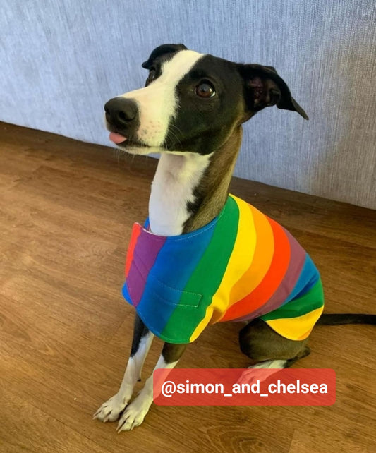 Dog in Rainbow Dog Coat