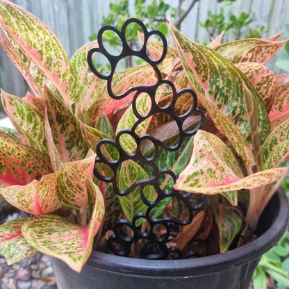 Potted Plant with 3D Printed Black Paw Print Trellis/Planter
