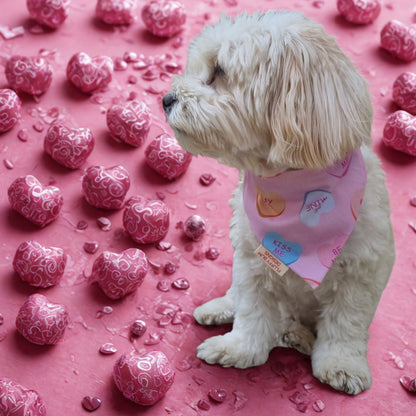 Dog wearing candy hearts bandana surrounded by chocolates