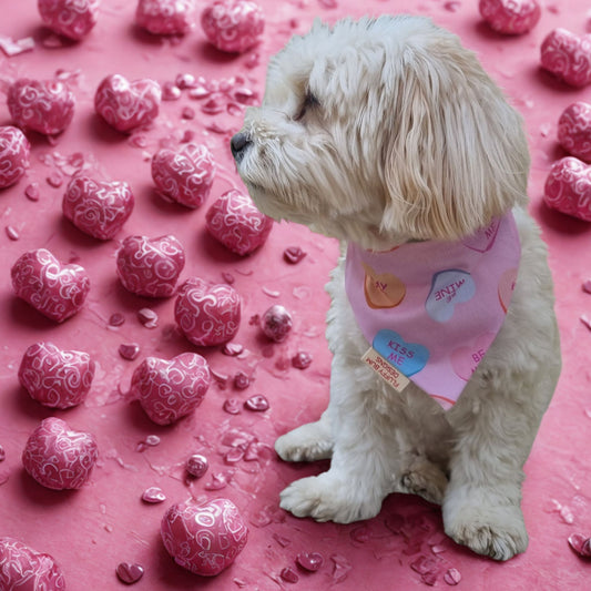 Dog wearing candy hearts bandana surrounded by chocolates