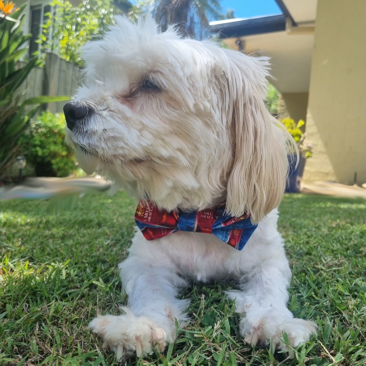 White Fluffy Dog in Carlton Draught Bowtie