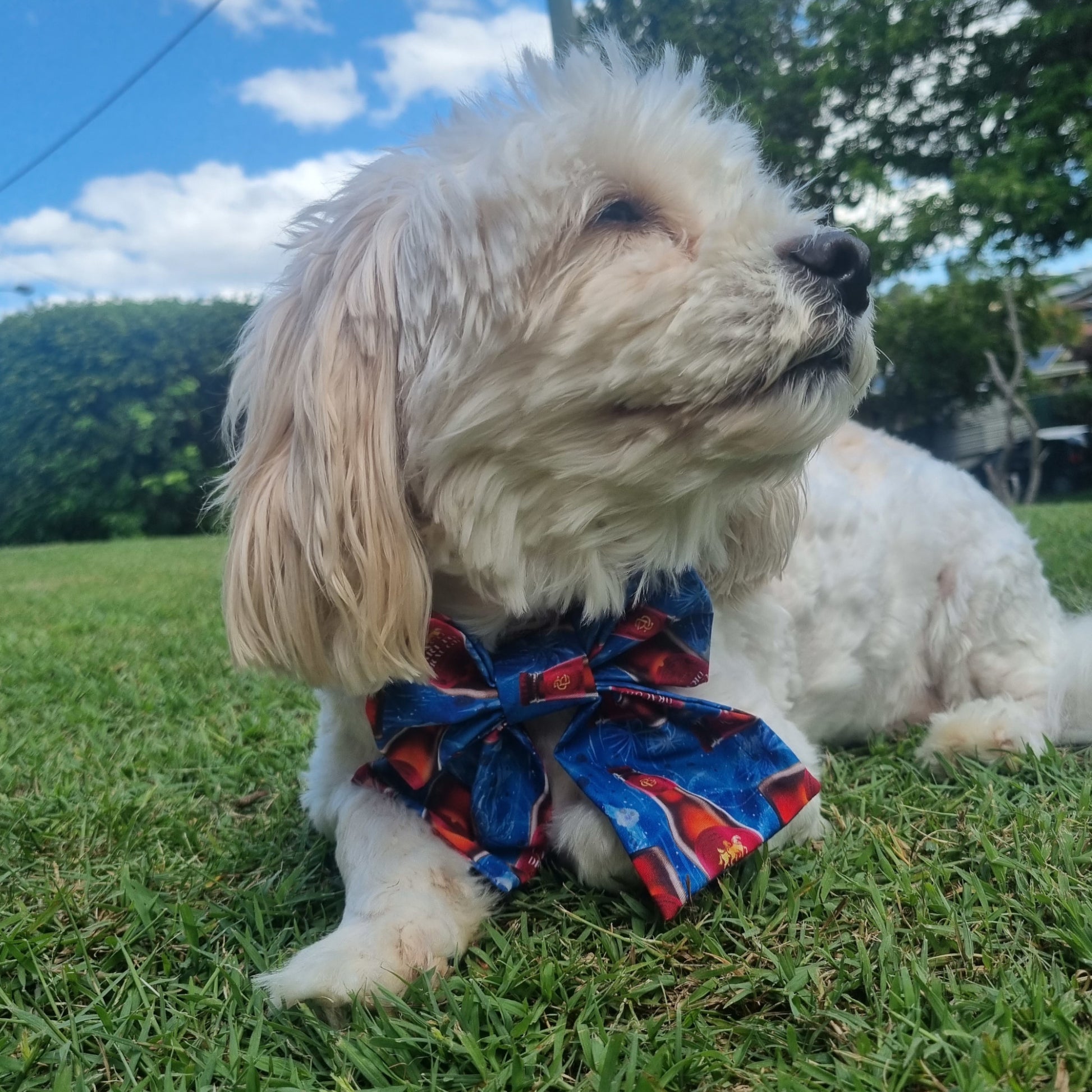 White Fluffy Dog in Carlton Draught Sailor Bowtie