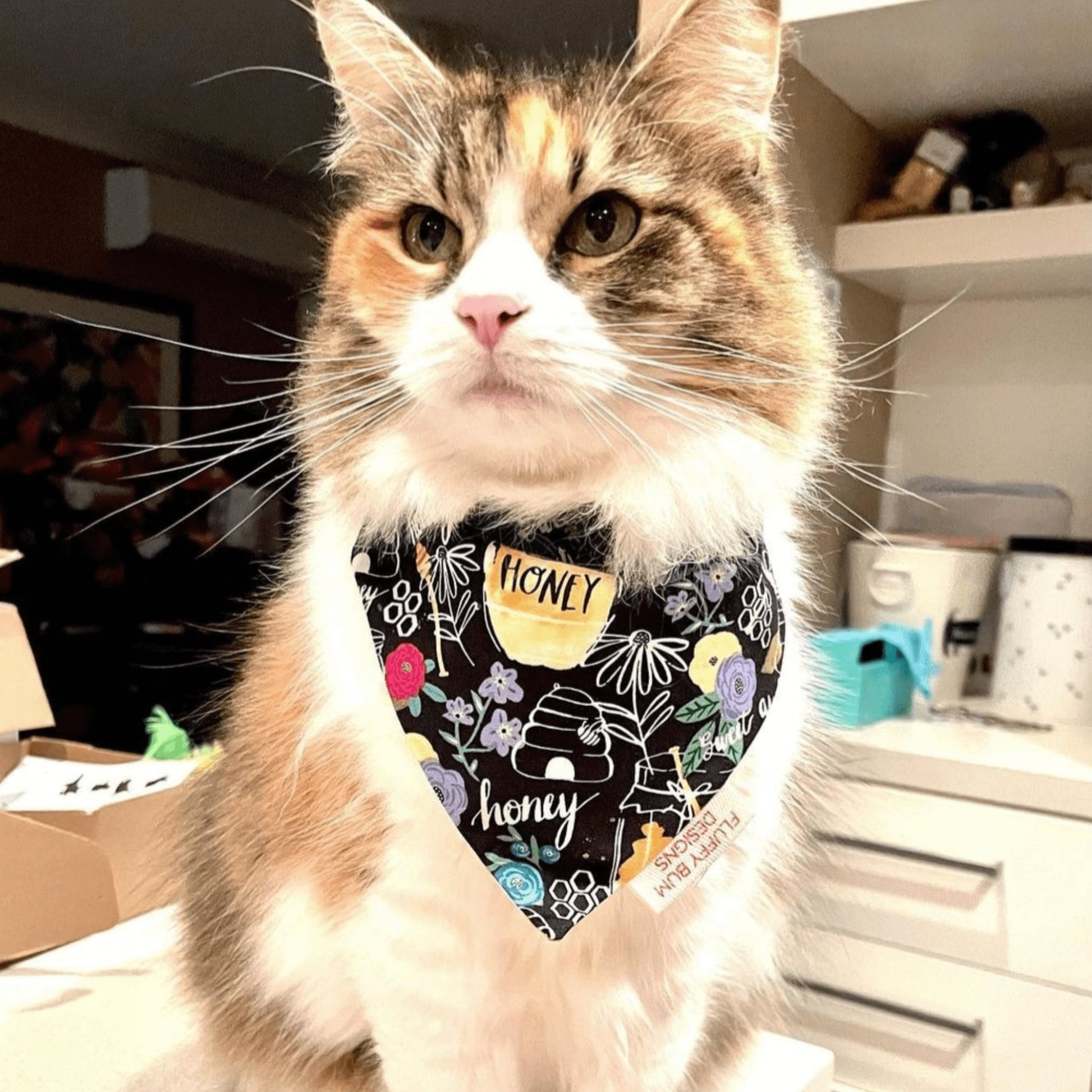 Cat wearing Bee Bandana