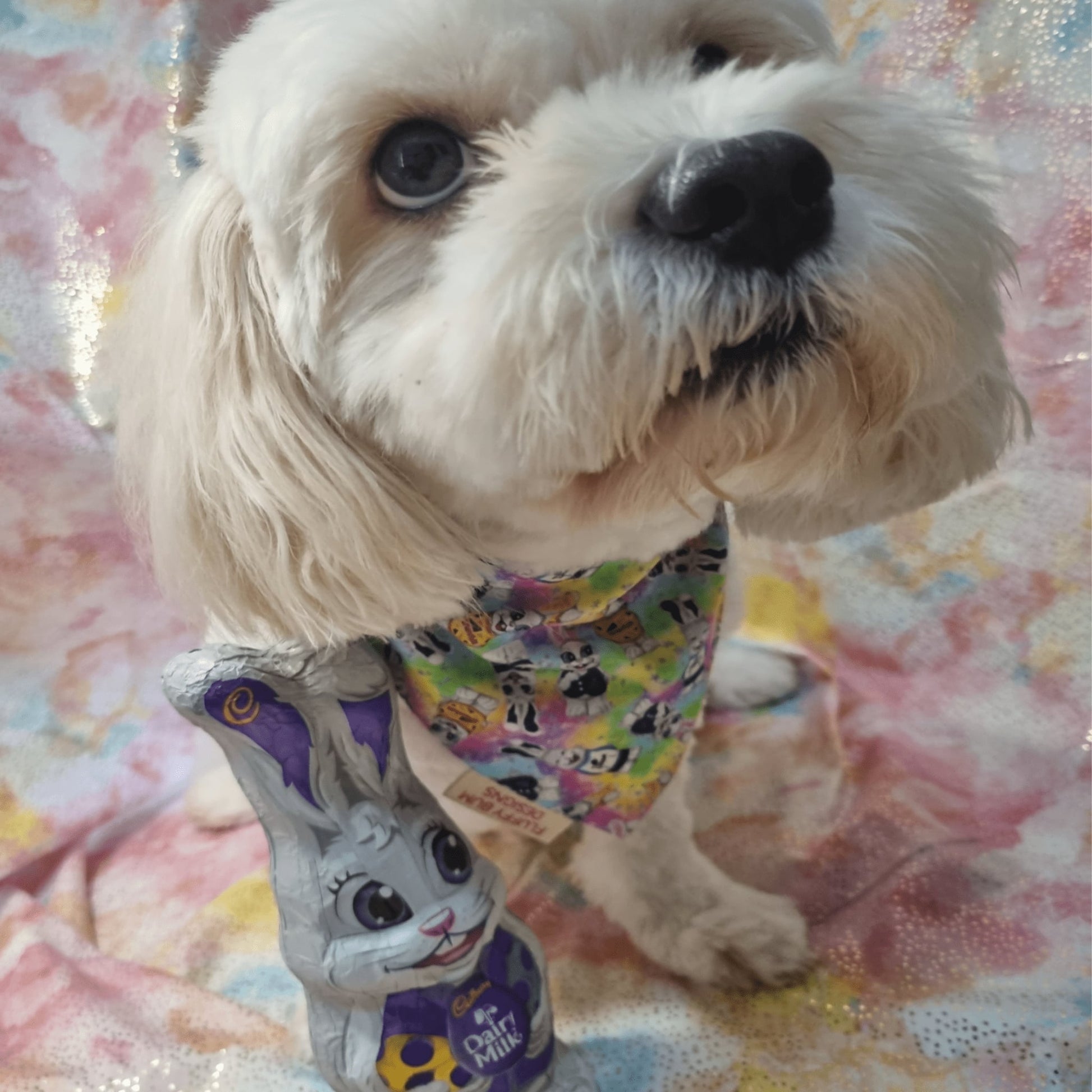 Maltalier Dog in Easter Bandana