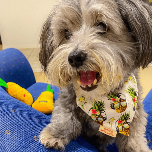 Maltese Dog in Pineapple Bandana (Blackie)