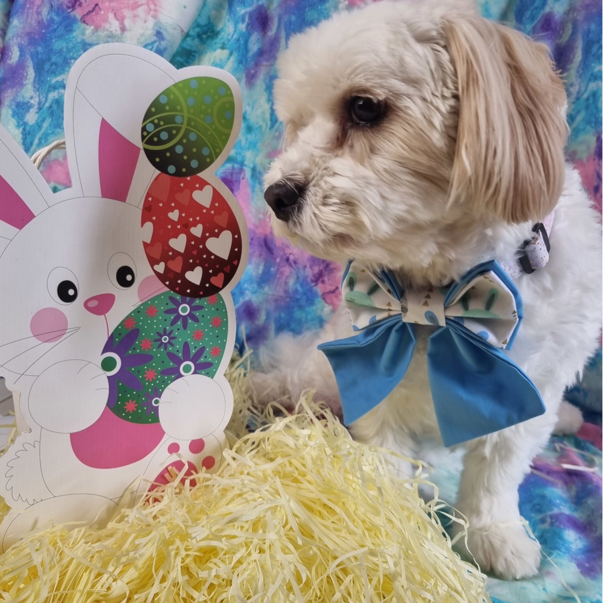 Dog wearing Blue Bunnies Sailor Bowtie