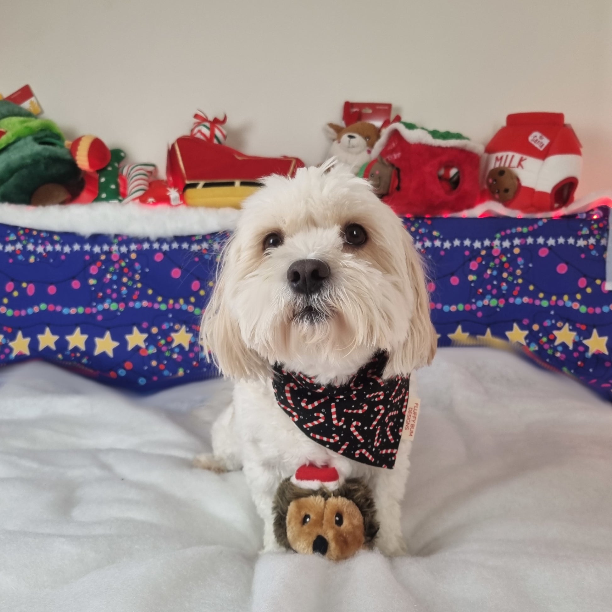 Small White dog wearing Candy Canes Themed Bandana