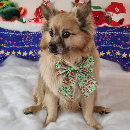 Dog wearing colourful candy canes sailor bowtie