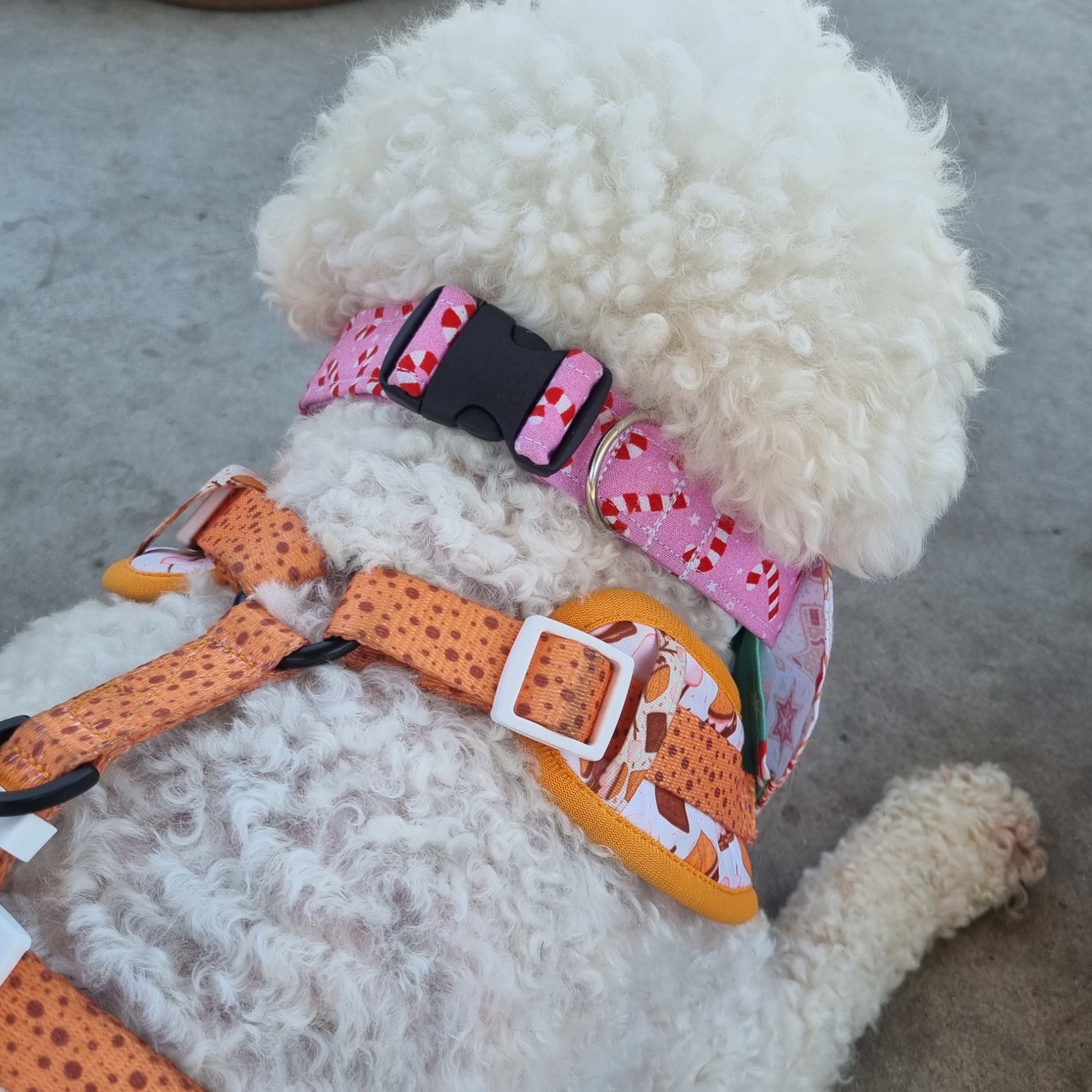 White Bichon Dog wearing Pink Candy Cane Collar