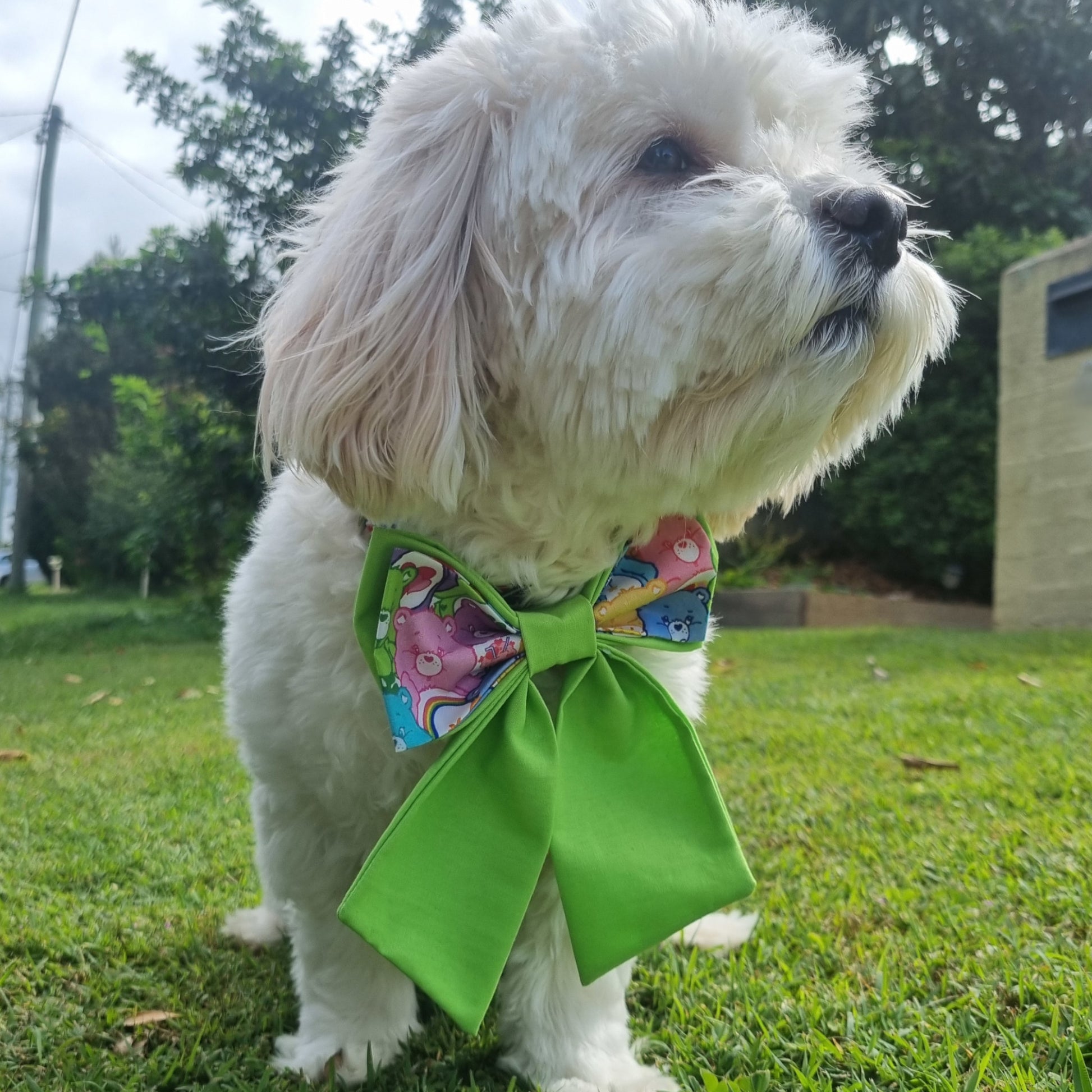 Dog wearing care bears sailor large bowtie green