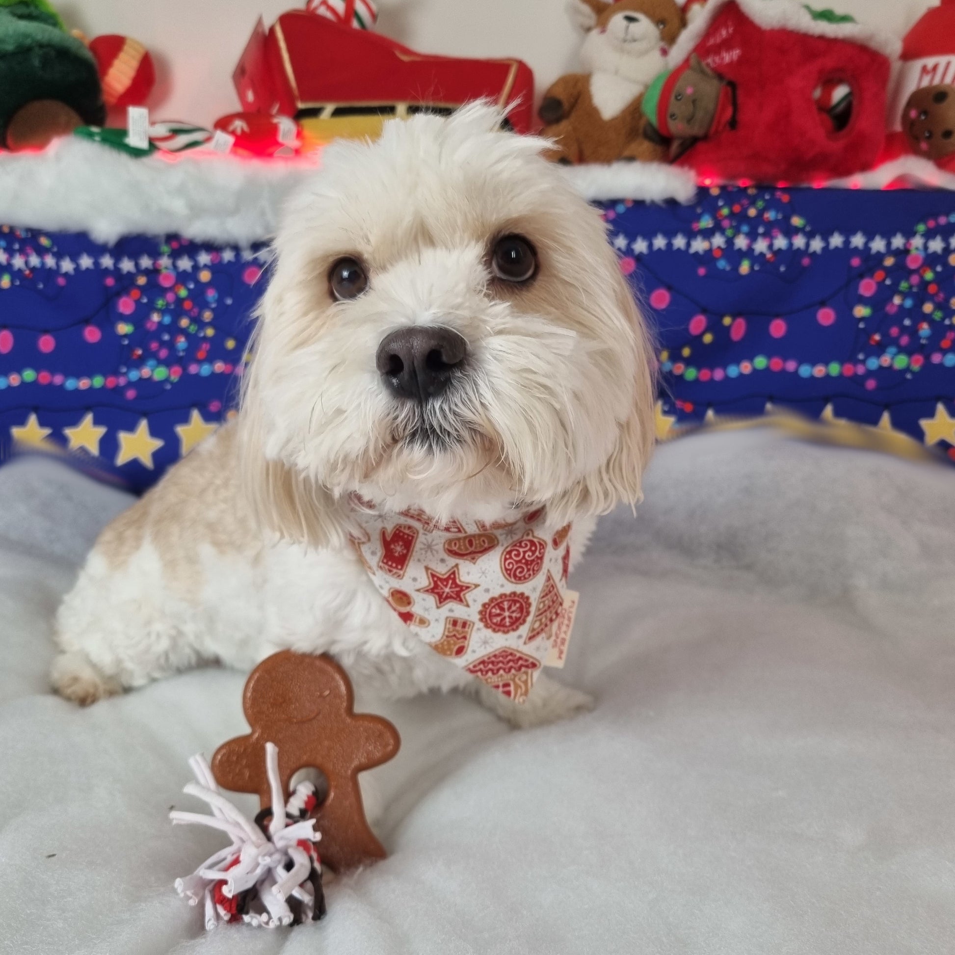 Small White dog wearing Christmas Themed Bandana