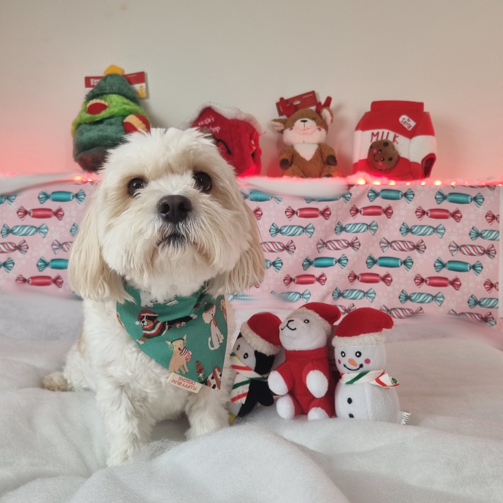 Small White dog wearing Christmas Themed Dogs Bandana