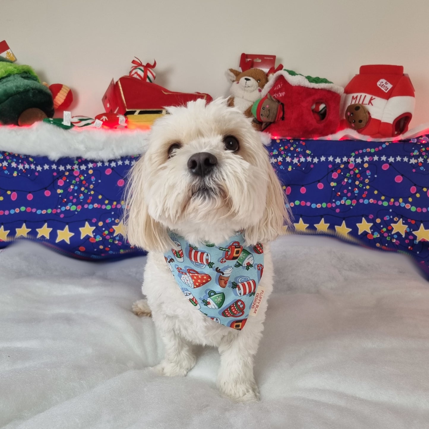 Small white dog wearing Christmas hot drinks bandana