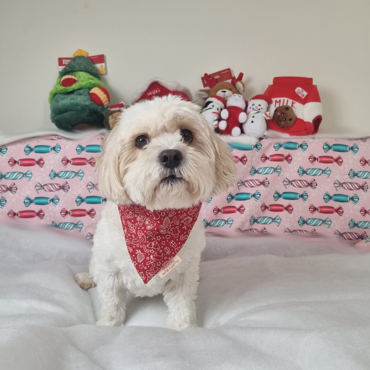 Small White dog wearing Red with White Christmas Icons Bandana