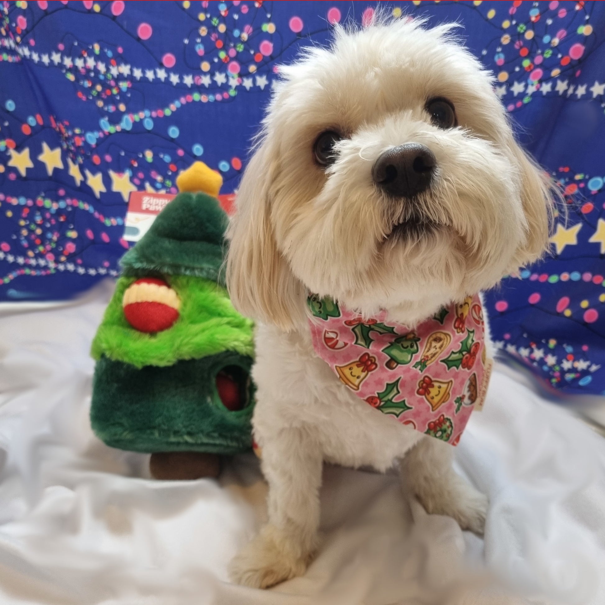 Small White dog wearing Christmas Icons Themed Bandana