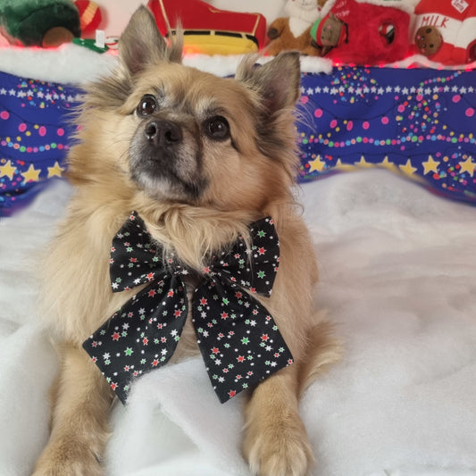 Dog wearing Christmas coloured stars sailor bowtie