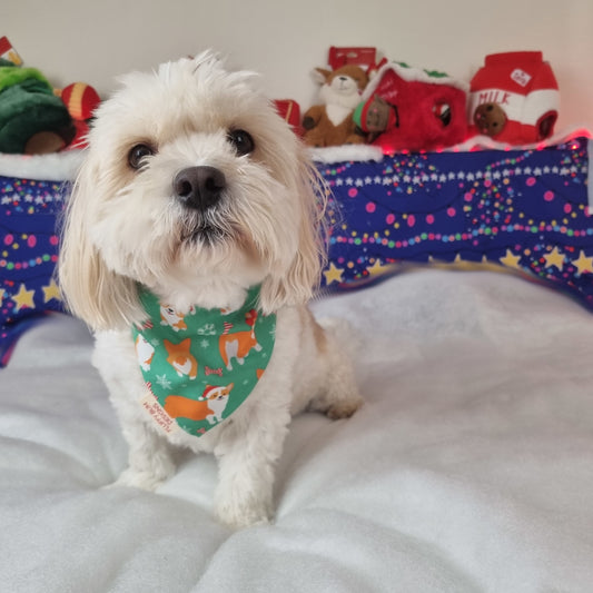 Maltese Dog Wearing Corgi Christmas Bandana