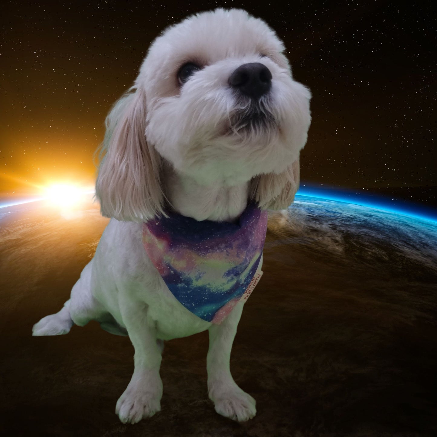 Dog wearing space galaxy themed bandana