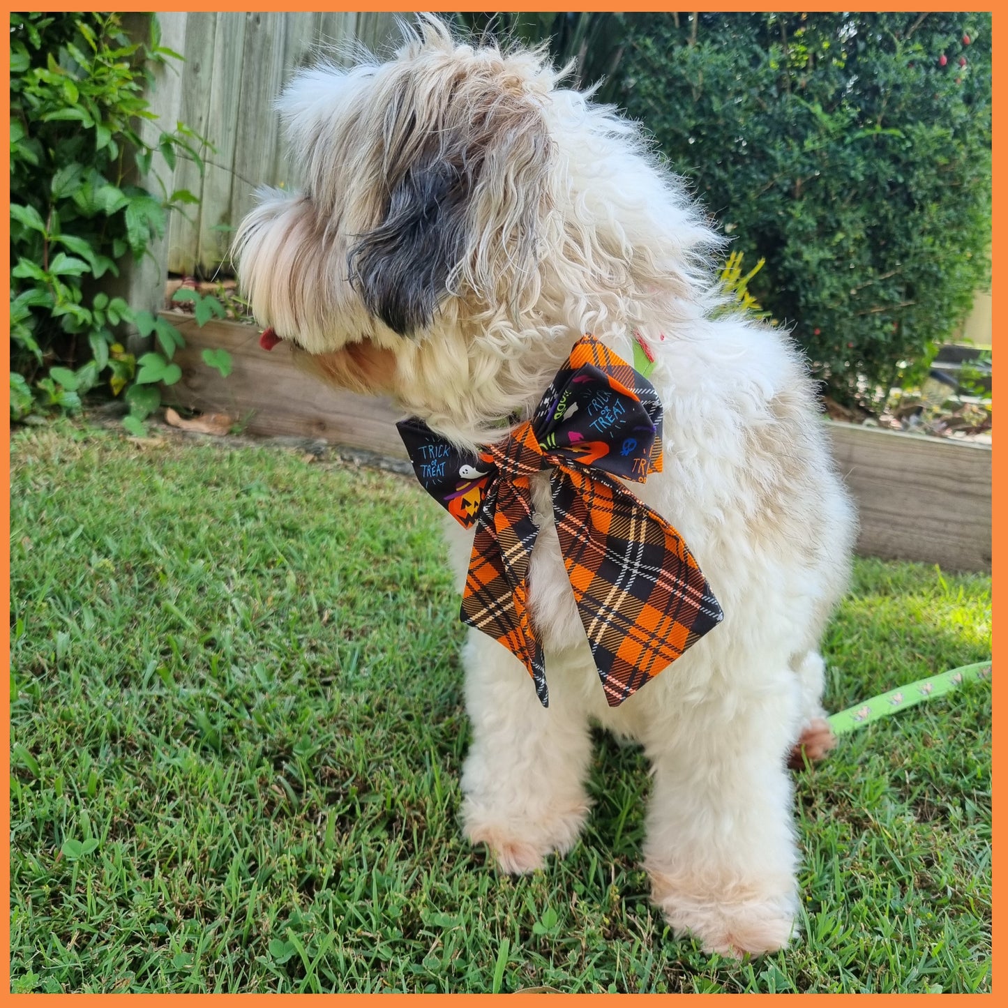 Dog wearing large Sailor Trick or Treat Bowtie