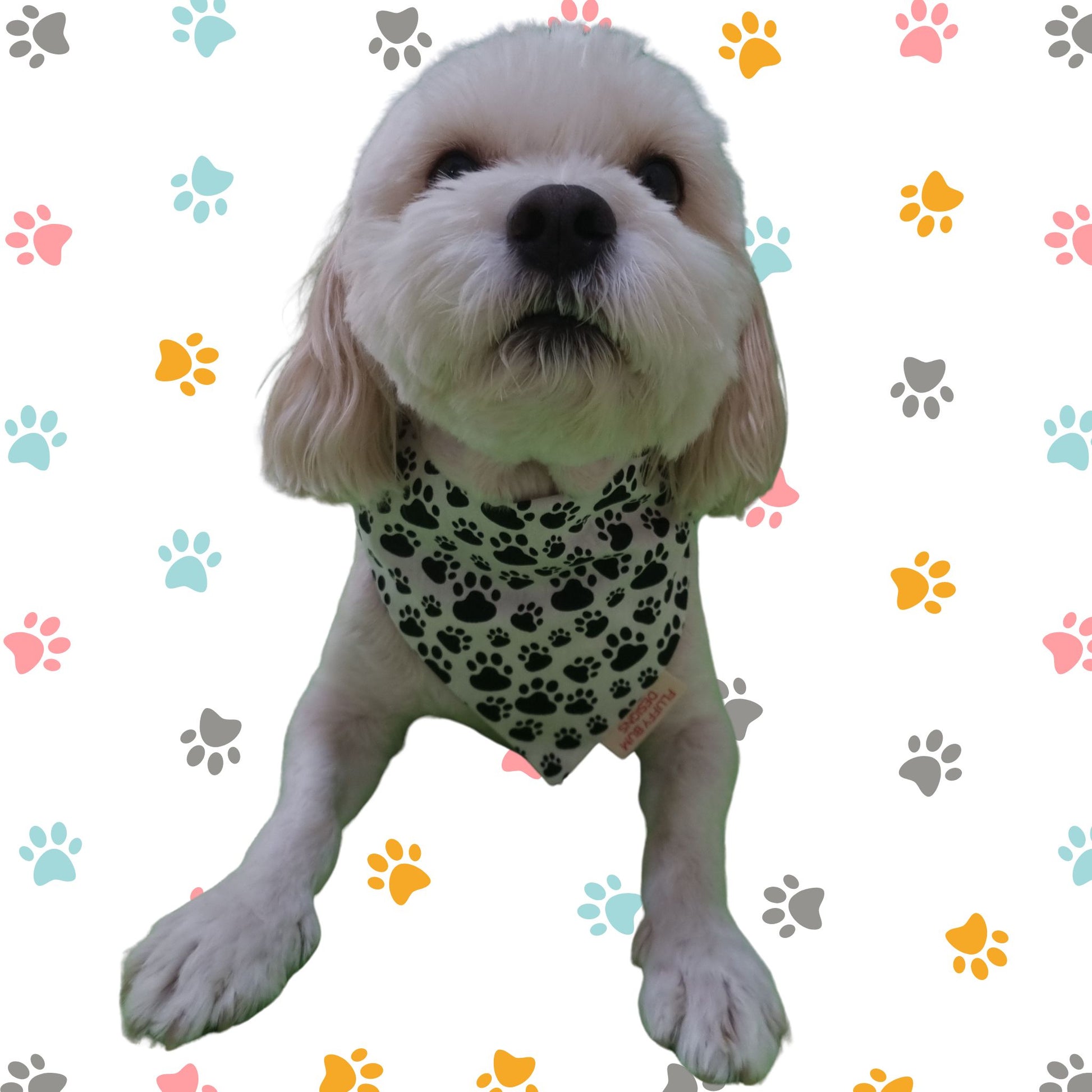 Dog wearing Black Paws on White Fabric Pet Bandana - Small