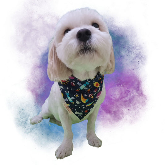 Dog wearing bandana with an array of space objects on it