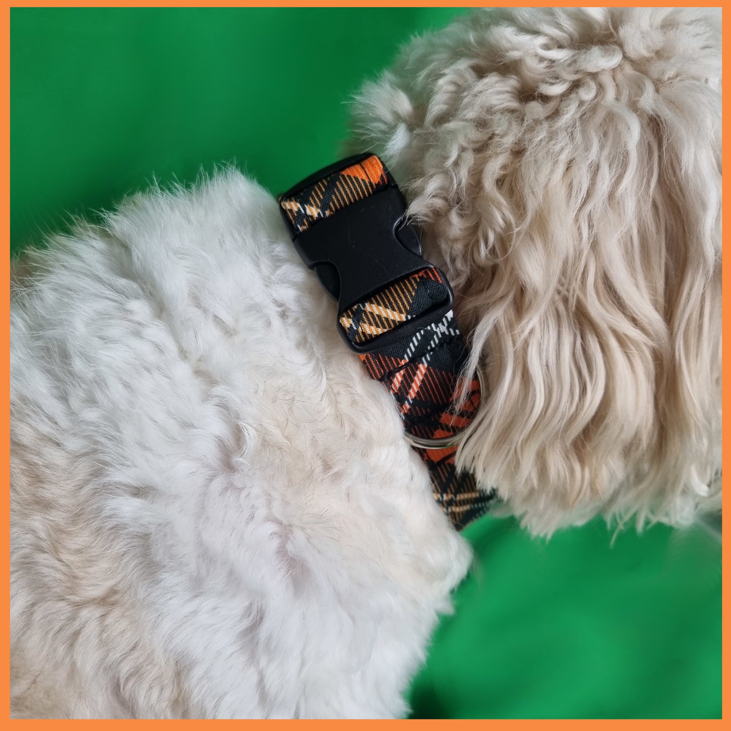 Dog Collar | Halloween Tartan