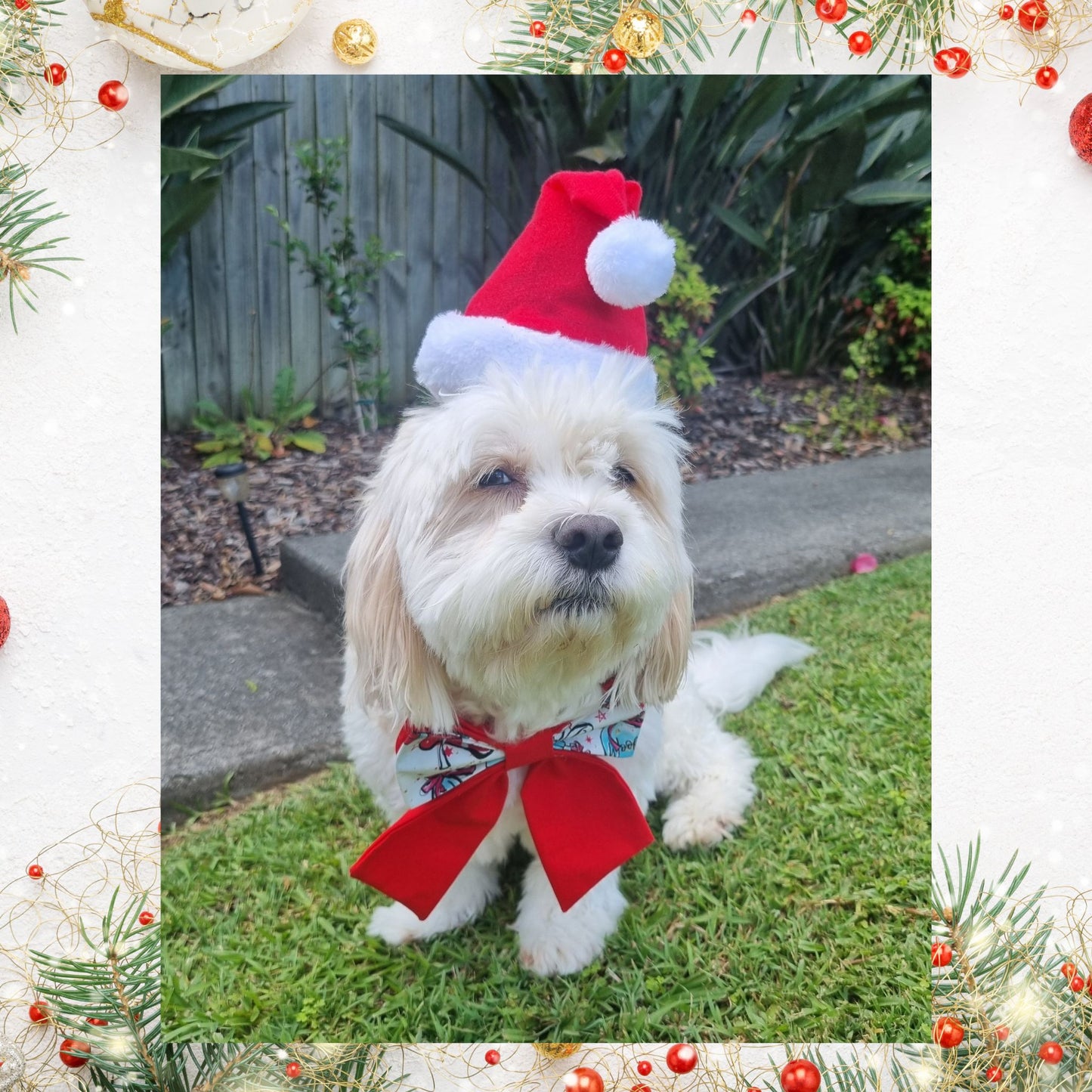 Bowtie | Christmas Paws