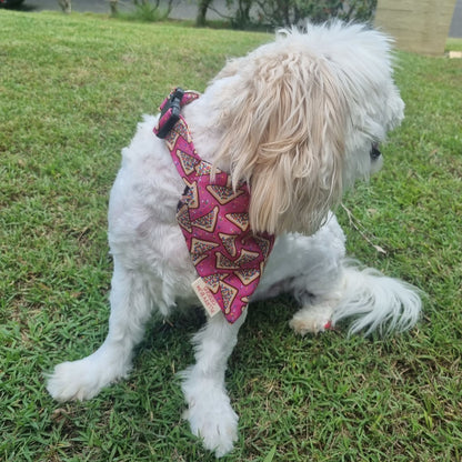 Fairy Bread Dog Collar on White Fluffy Dog with Fairy Bed Bandana