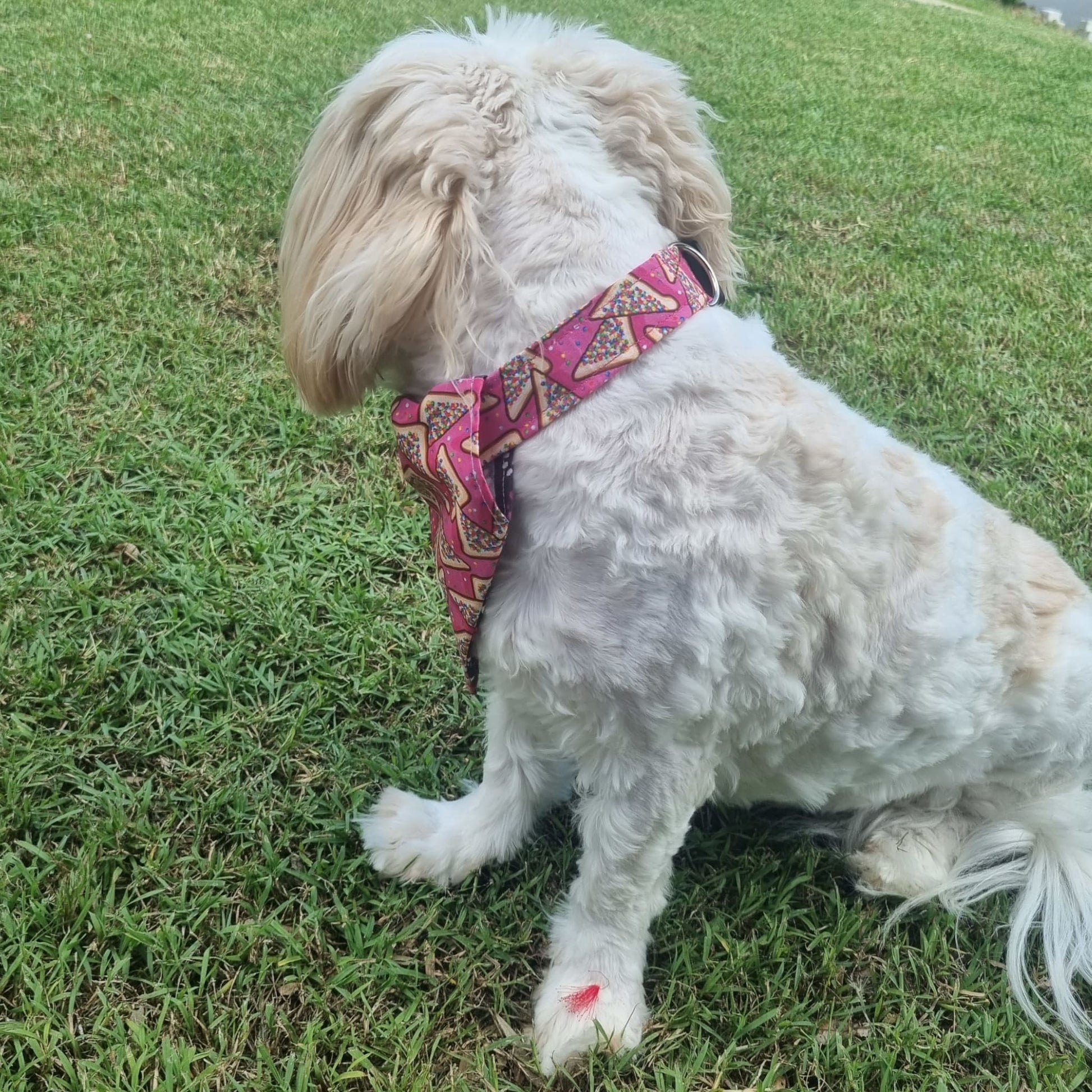 Fairy Bread Dog Collar on White Fluffy Dog with Fairy Bed Bandana