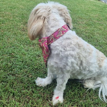 Fairy Bread Dog Collar on White Fluffy Dog with Fairy Bed Bandana