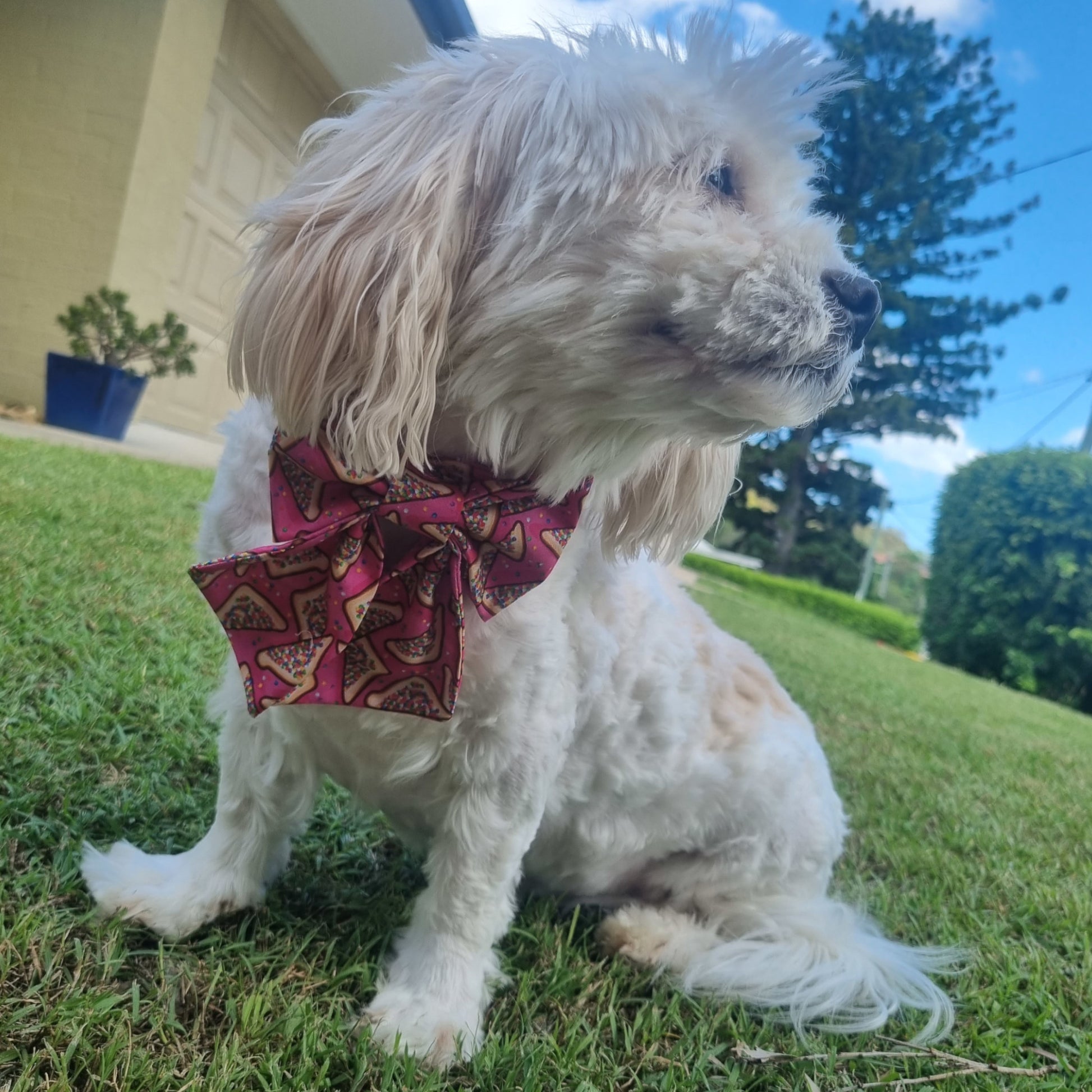 Fairy Bread Pet Sailor Bowtie on Dog