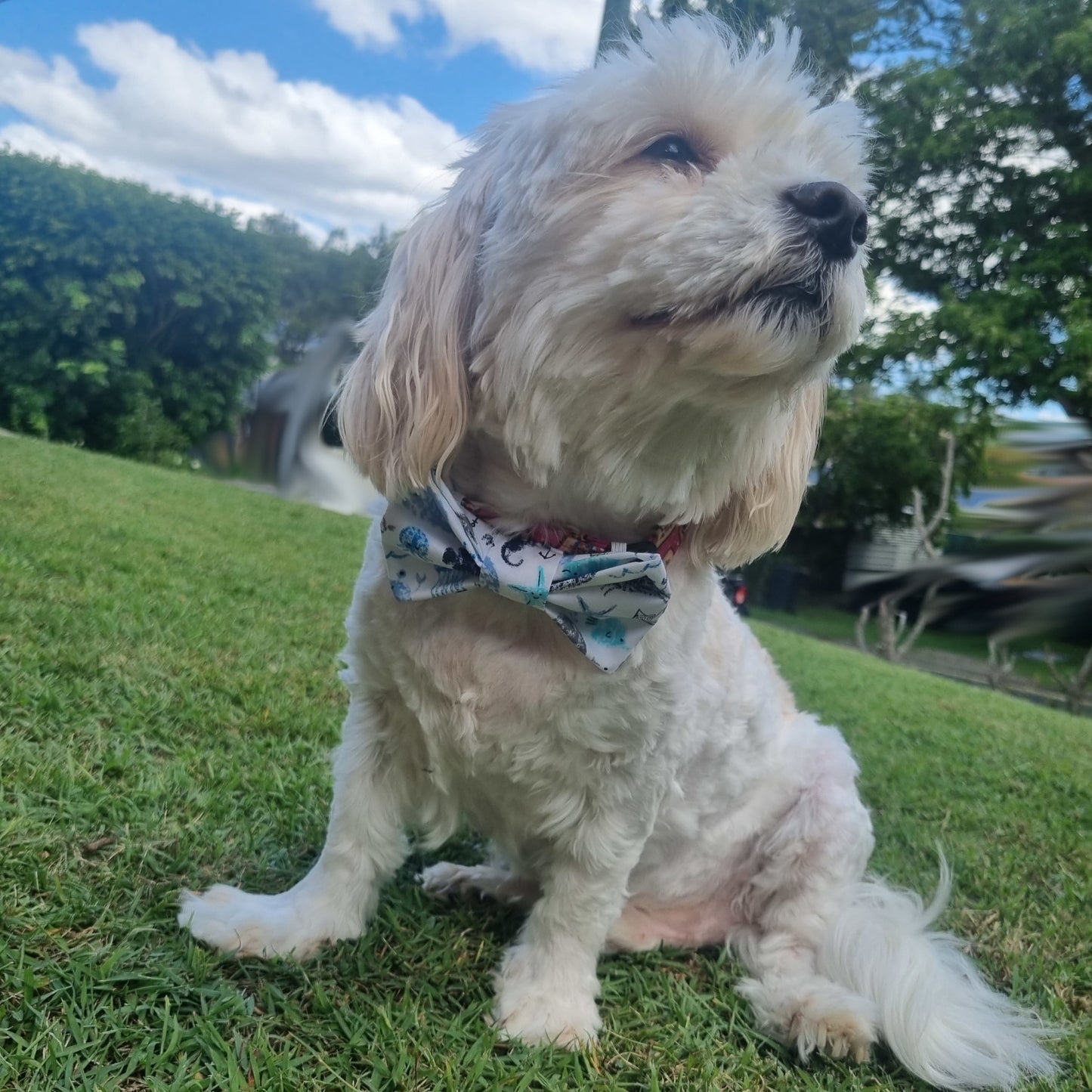 White Dog wearing Fluffy Beach Bum Bowtie