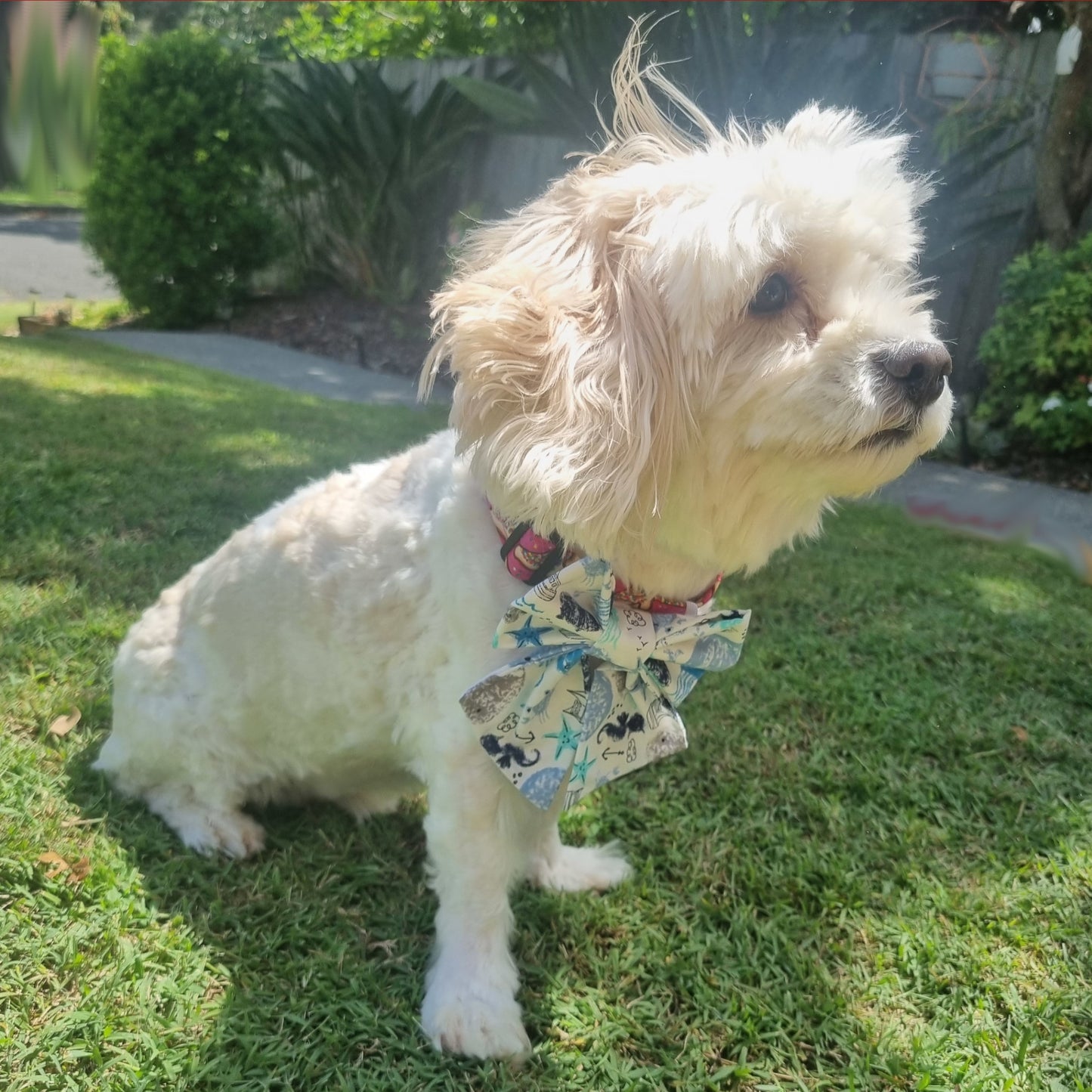 White Dog wearing Fluffy Beach Bum Sailor Bowtie