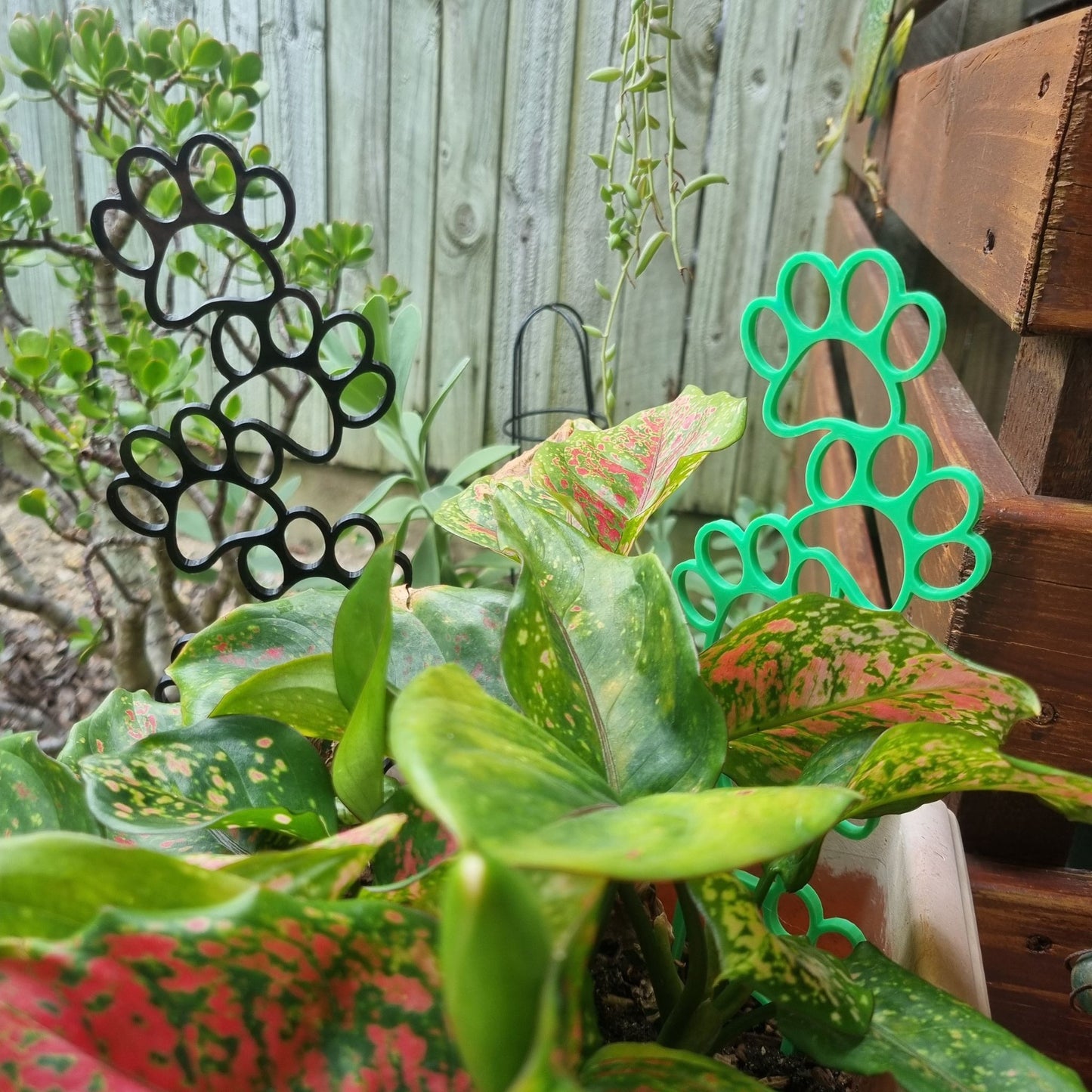 Potted Plant with 3D Printed Black Paw Print Trellis/Planter & Green Trellis/Planter