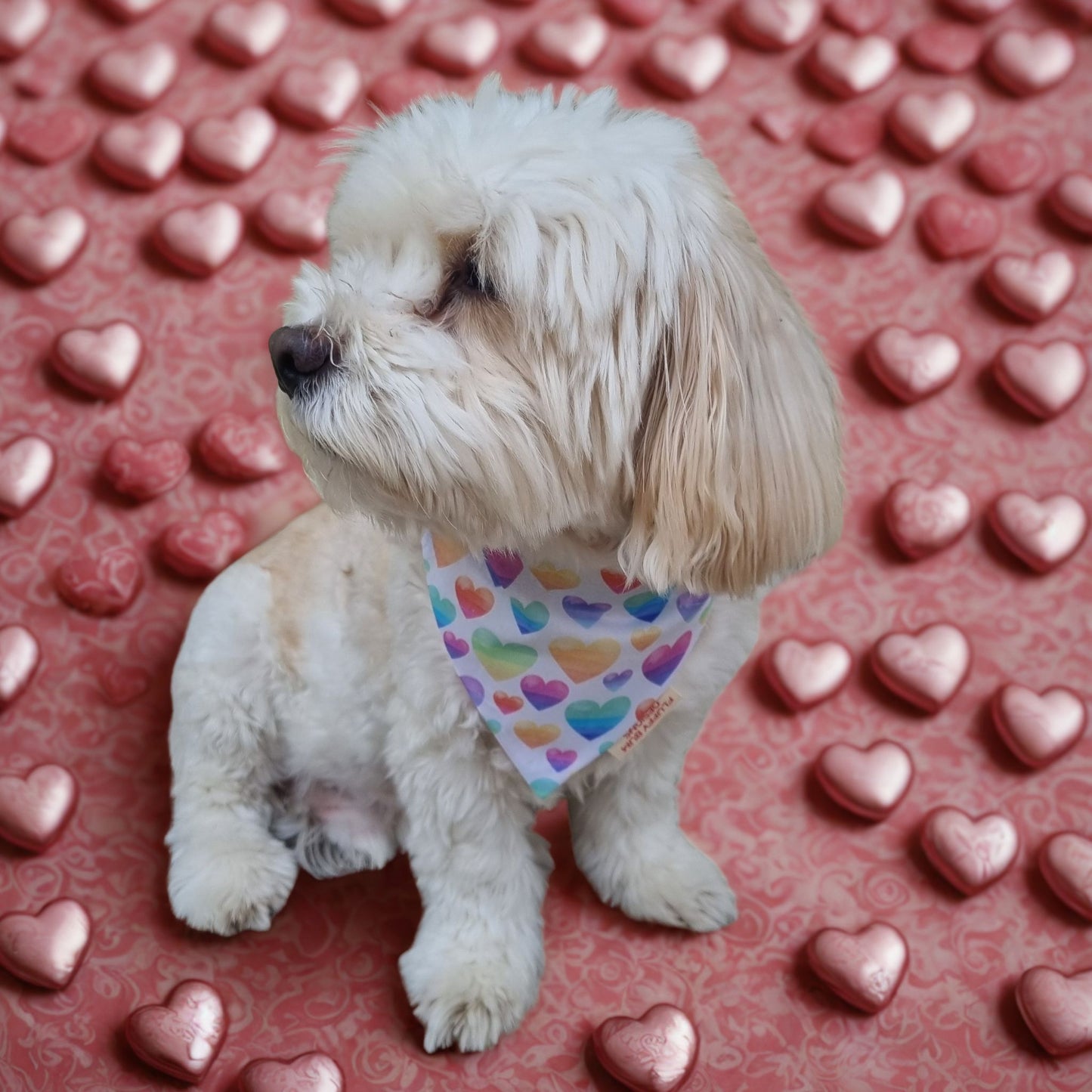 Pastel Hearts Bandana on dog surrounded by pink love heart chocolates