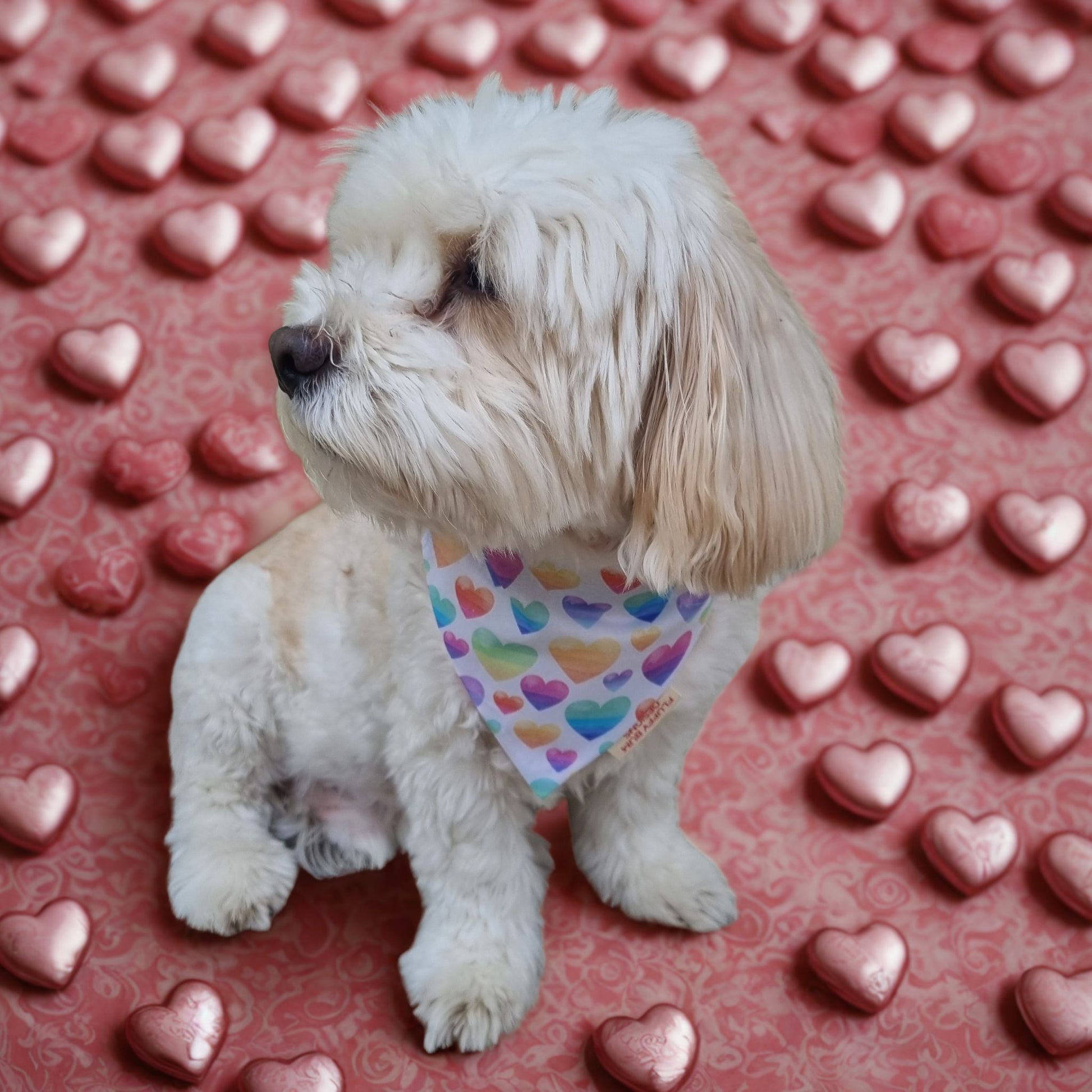 Pastel Hearts Bandana on dog surrounded by pink love heart chocolates
