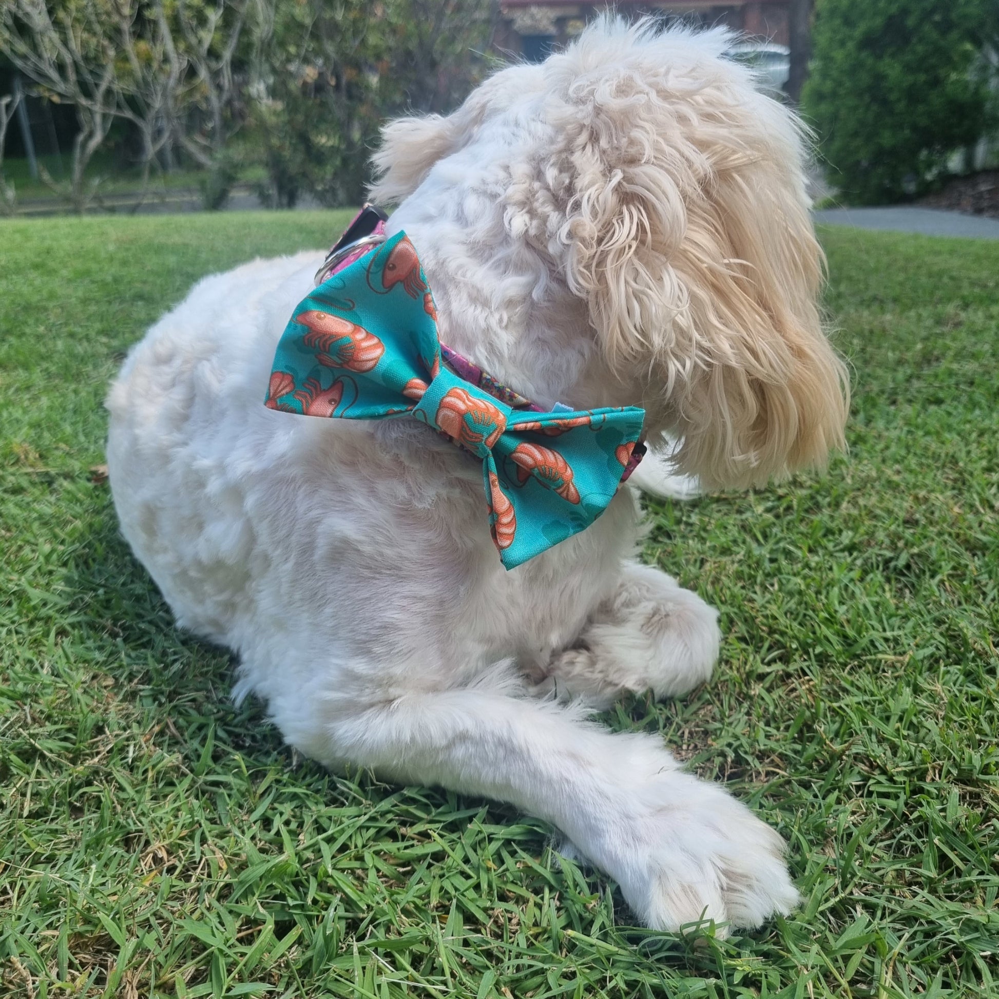 Prawn Pet Bowtie on White Fluffy Dog