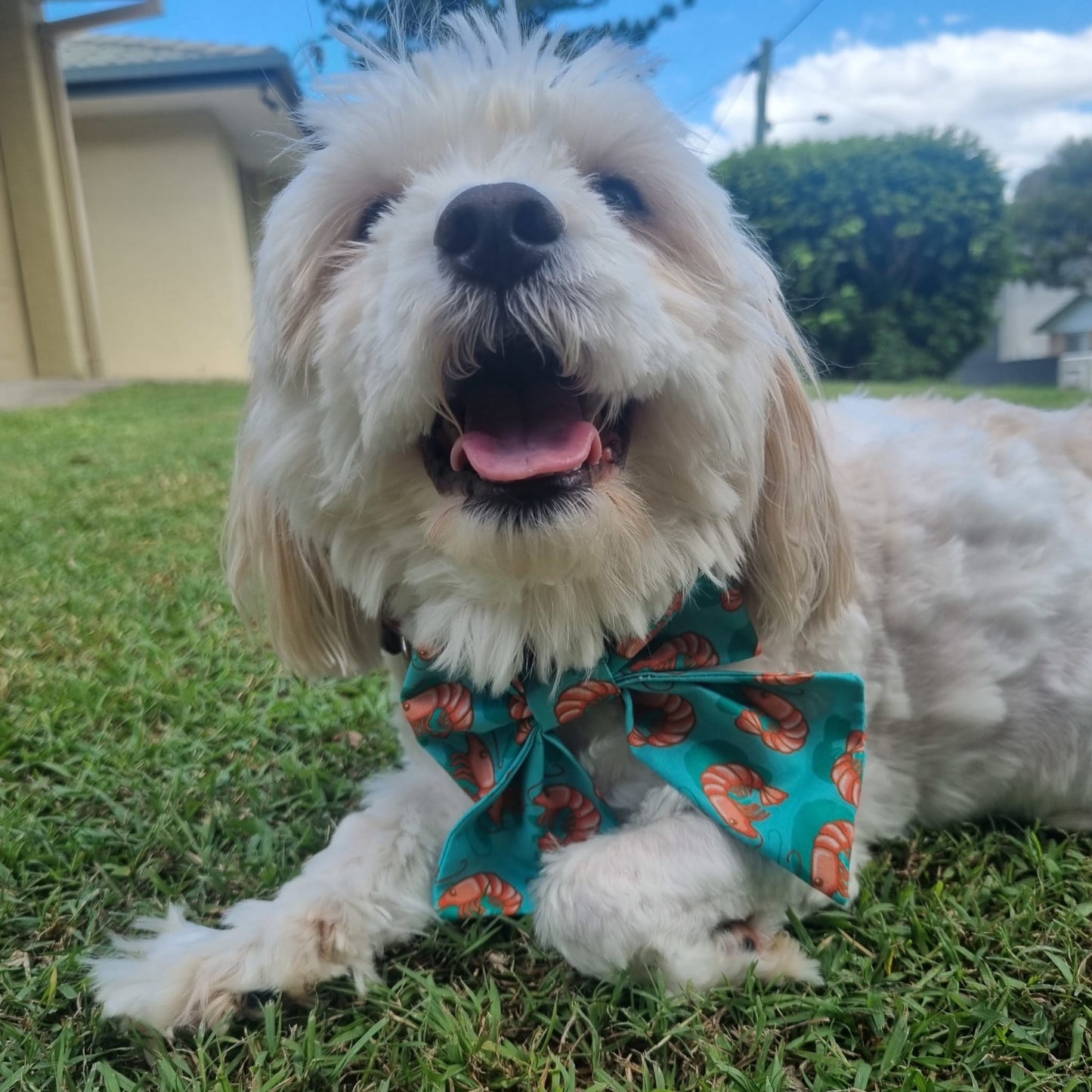 White Dog wearing a prawn themed sailor bowtie