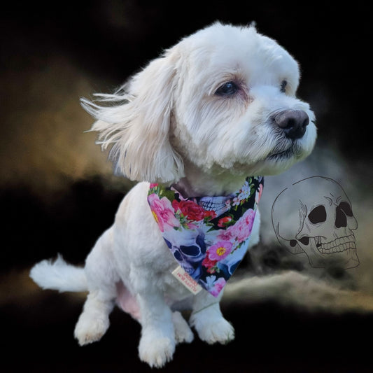 White dog wearing a colorful bandana with skull designs on a dark background