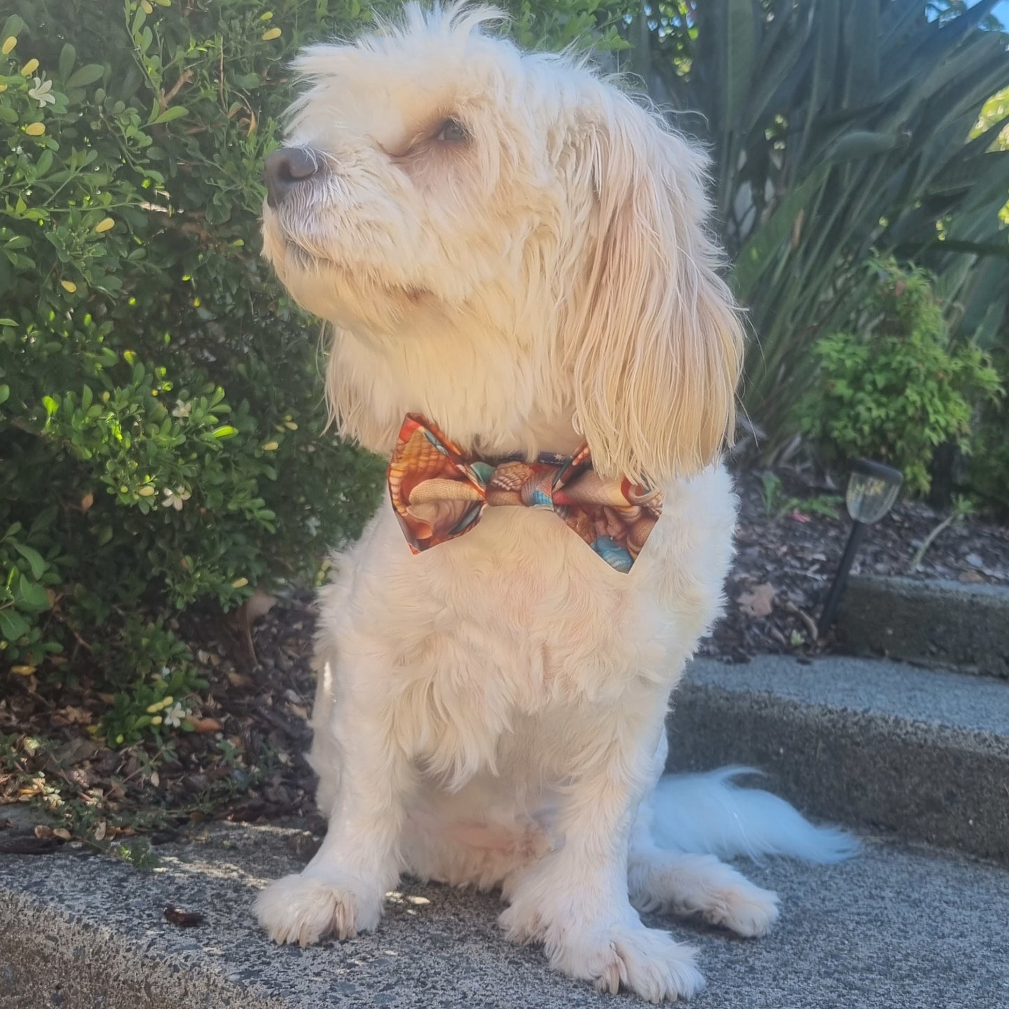 Fluffy White Dog wearing medium Seashells design Bowtie