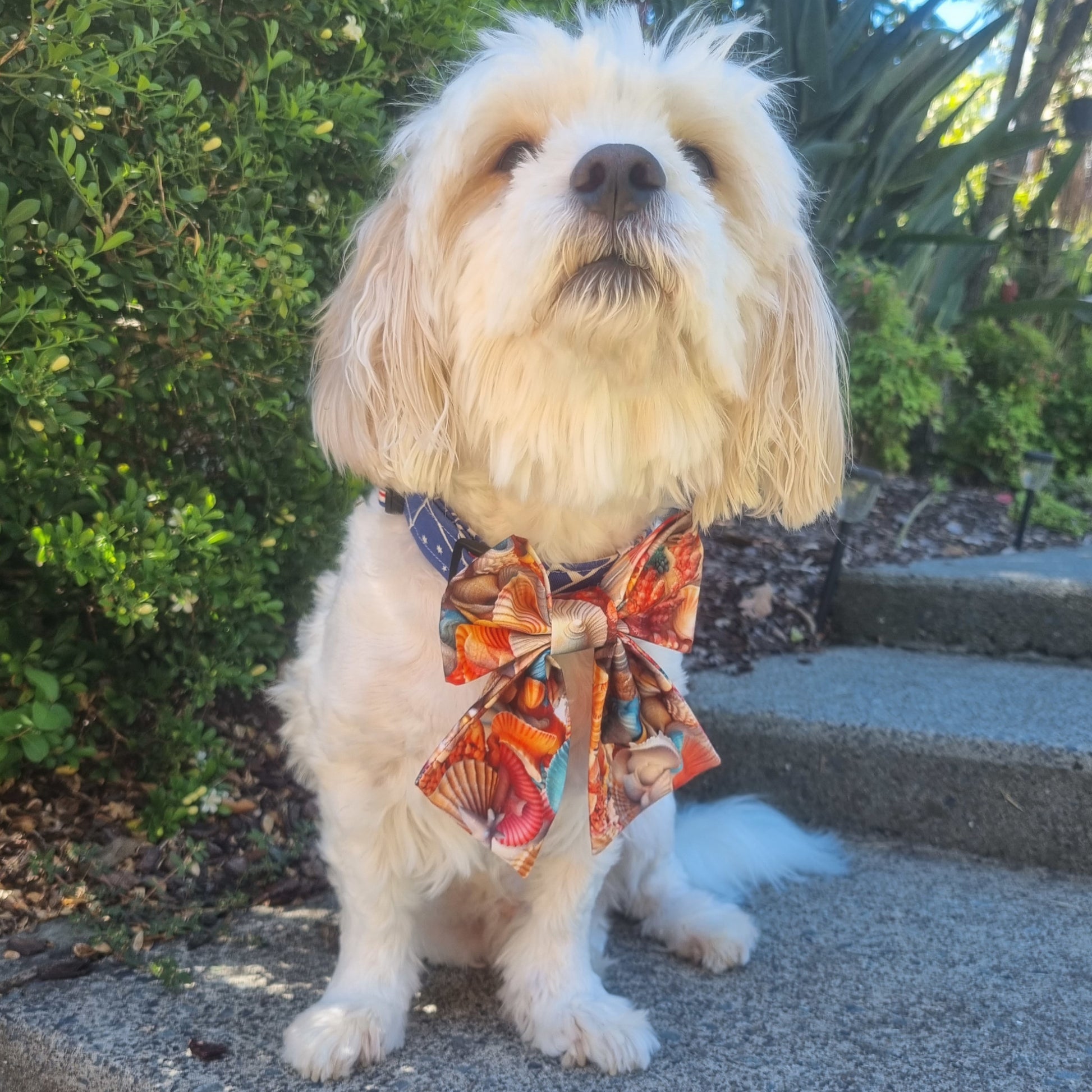 Fluffy White Dog wearing medium Seashells design Sailor Bowtie