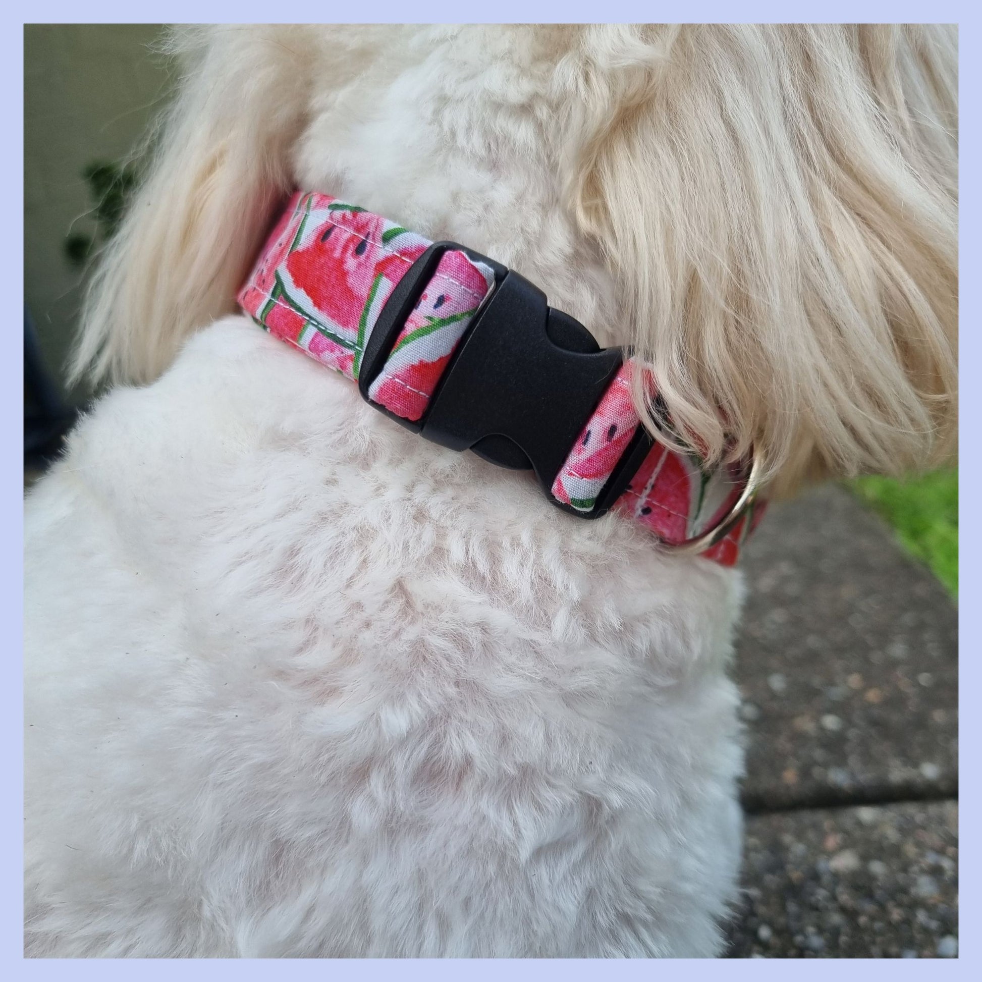 Watermelon Collar on Dog