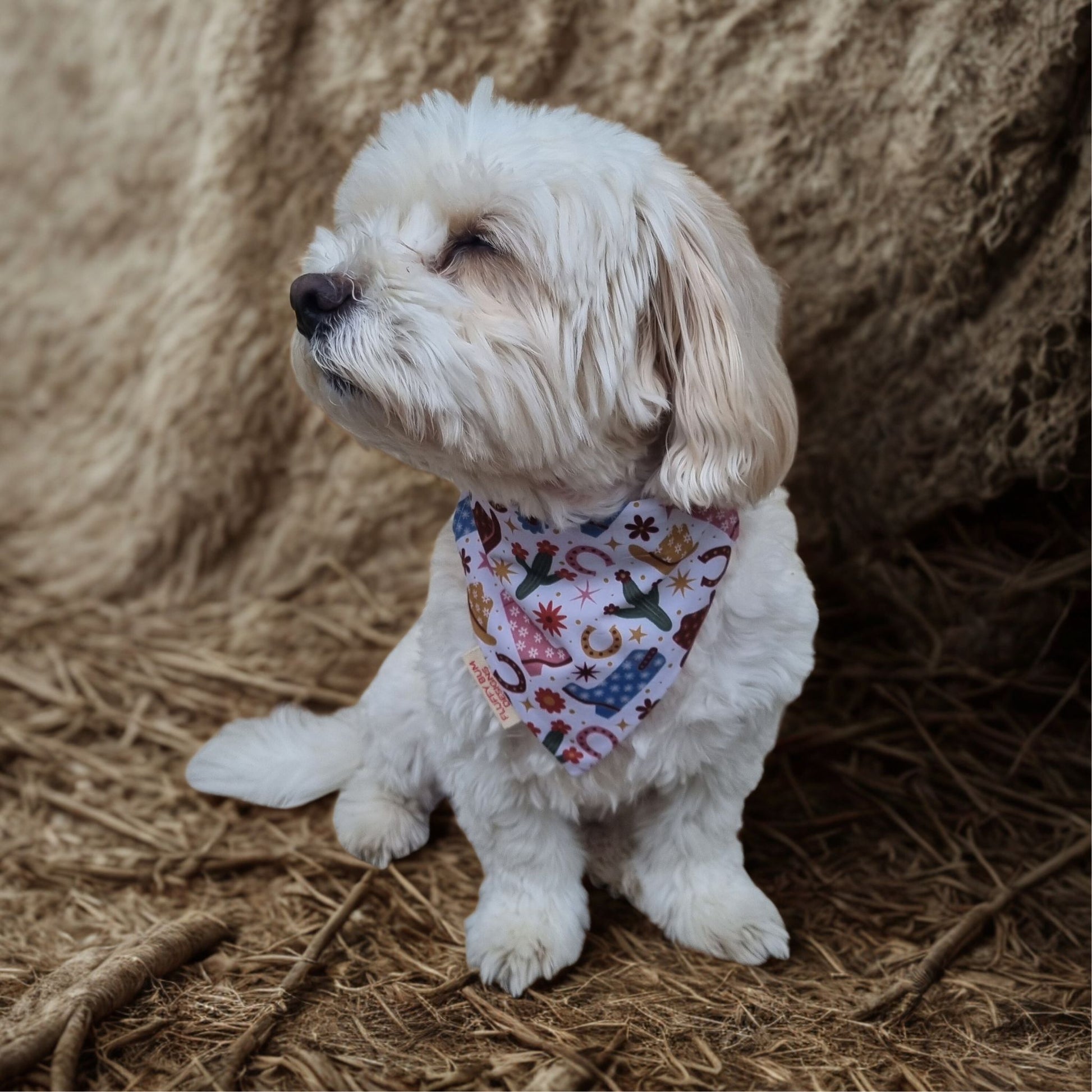 Small White Dog wearing western themed bandana