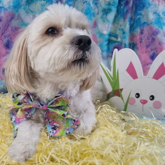 Small Maltese White Dog in Chocolate Bunnies Sailor Bowti