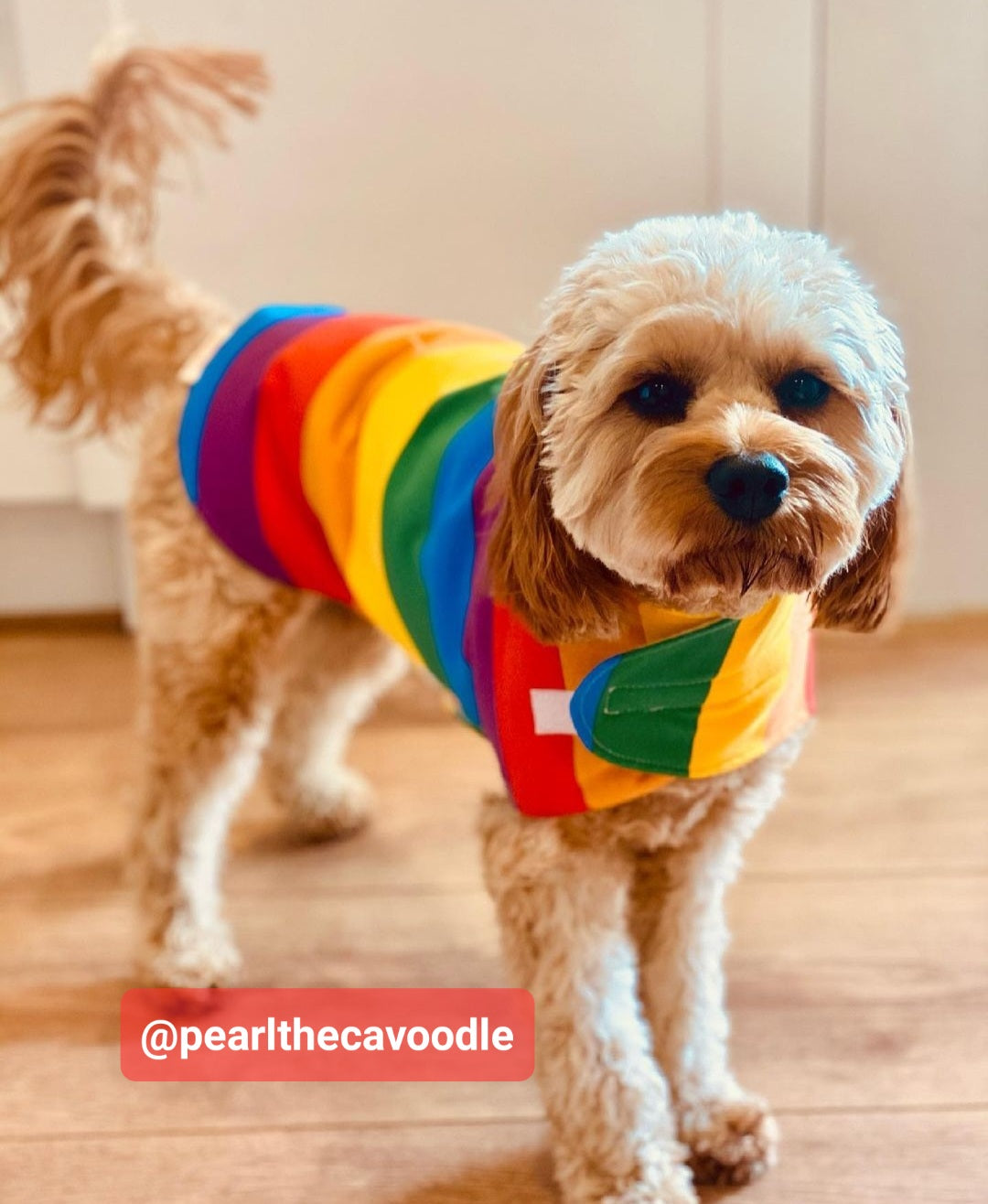 Dog in Rainbow Coat